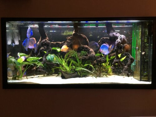 4. akvarium - tidligere 3. akvarium ombygget til Discus-akvarium - saltvands-pause