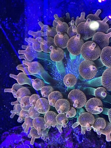 BTA anemone