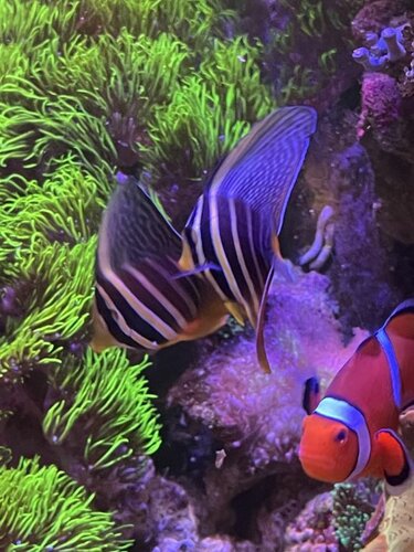 Zebrasoma veliferum og Amphiprion ocellaris