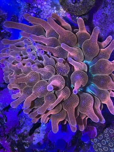 BTA anemone