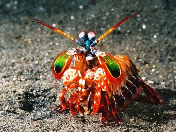 mantis-shrimp.jpg