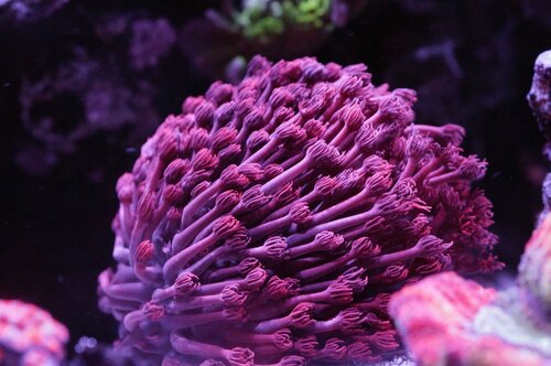 Gonipora