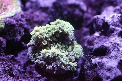 Pikachu acropora base