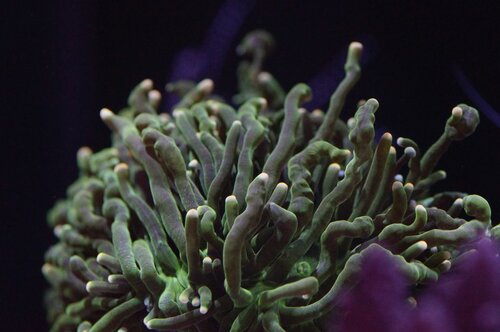 Yellow tip Torch