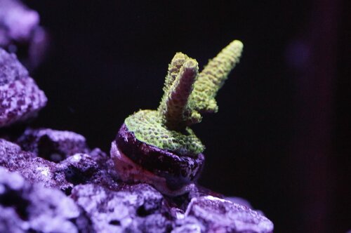 Solar flare Millepora