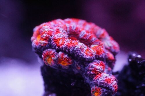 Micromussa lordhowensis