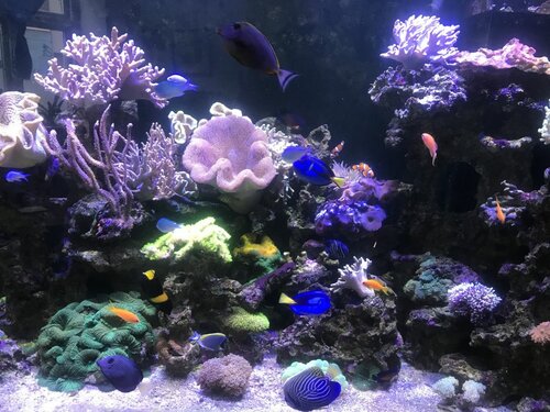 8FF66C5B-EA46-479E-9021-EF4674ACF499.jpeg (172.37 KiB) Vist 3189 gange Fts