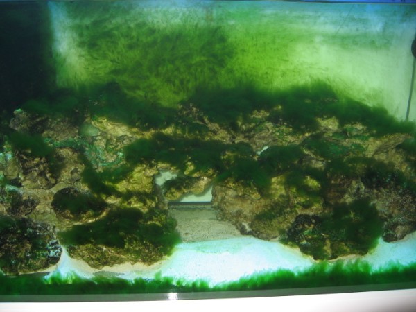 Billede 394 (600 x 450).jpg