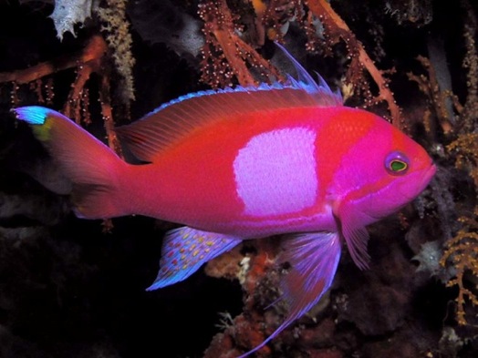 sqanthias03.jpg