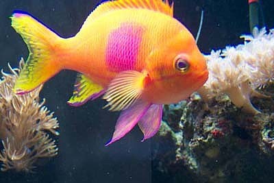 dcraiganthias_400.JPG
