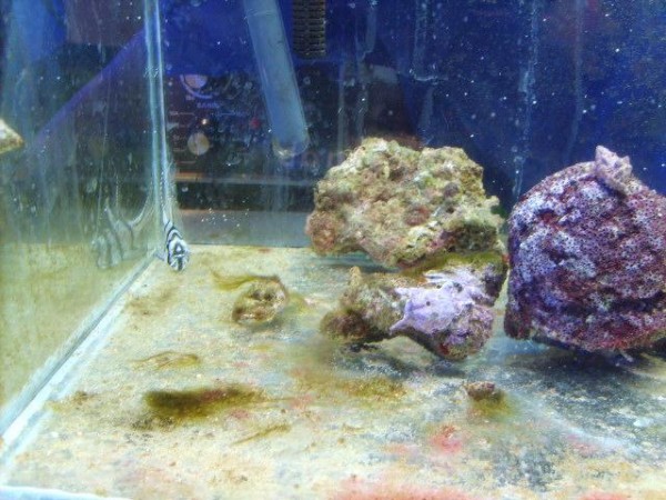 håber at kvaliteten er ok