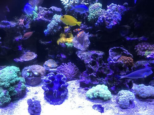 ACE9D255-E585-4449-B613-991039527D6F.jpeg (173.74 KiB) Vist 3318 gange Lidt flere