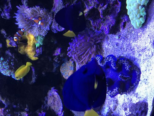 1E7DCF06-6C82-453F-AA7F-AB67B08A260E.jpeg (137.63 KiB) Vist 3318 gange Lidt flere