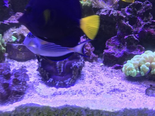 9C4F2C1E-9063-4883-A441-F33516165039.jpeg (122.39 KiB) Vist 3318 gange Lidt flere