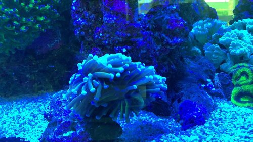 0389E3BC-289A-4F31-AB9B-1DD59C193A9D.jpeg (133.04 KiB) Vist 2187 gange App. Aquarium Camera