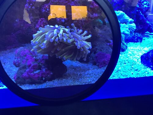 FB680365-C4B3-4FBA-81E3-8437D01405EB.jpeg (116.48 KiB) Vist 2184 gange Orange/brown