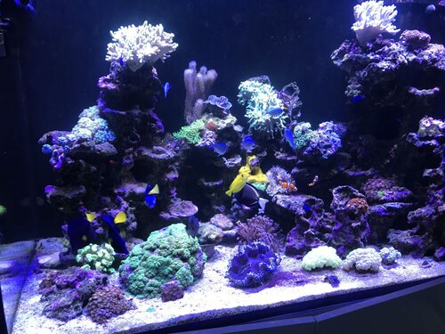 0F420ABB-7DA4-4474-819F-C511EF2B46A8.jpeg (167.68 KiB) Vist 3235 gange Et par lidt ens, meget, billeder