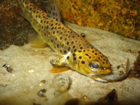 DSC00760-kopi.JPG