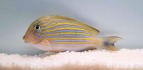 acanthurus_lineatus_wm.jpeg