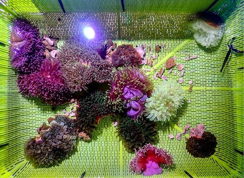 anemone.jpg