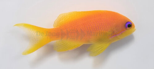 pseudanthias_squamipinnis_female_wm.jpeg