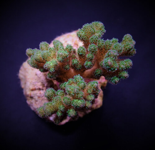 pocillopora_damicornis_yellow-green_frag_.jpeg