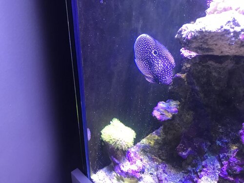 39E28008-5140-49AF-A736-24EB3F498B86.jpeg (106.63 KiB) Vist 3177 gange Mere og mere