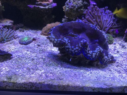 430C303E-A69D-40EA-B915-D914D1F787B0.jpeg (160.77 KiB) Vist 3177 gange Mere og mere