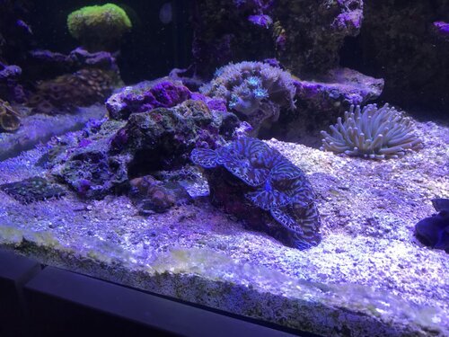 68BAA7BB-E065-4F15-AB95-D42D25DC6114.jpeg (165.74 KiB) Vist 3177 gange Mere og mere