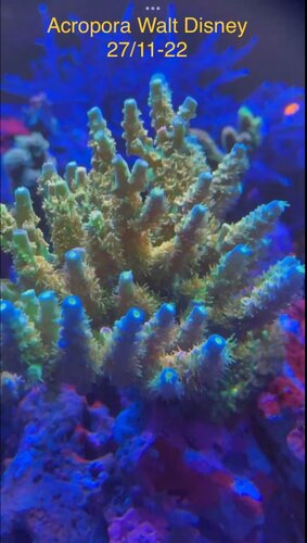 Acropora walt Disney buy