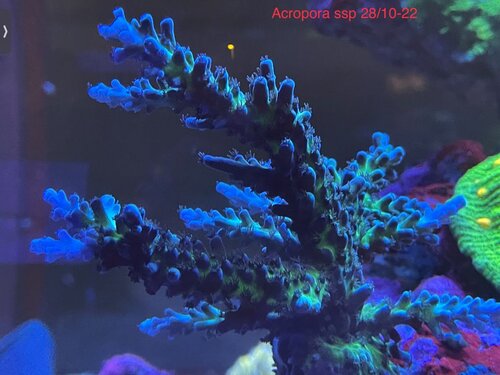 Acropora ssp growrate