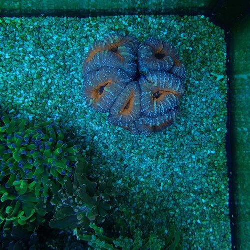 acan.jpg