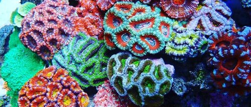 acan-garden-e1558600983717.jpeg