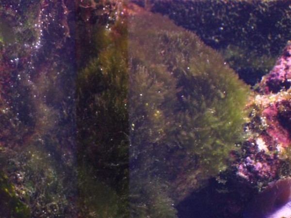 Det er ikke brunligt....det er lyset der gør det. Det er alt sammen grønt og "dunet".