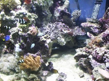 Old Aquarium 02