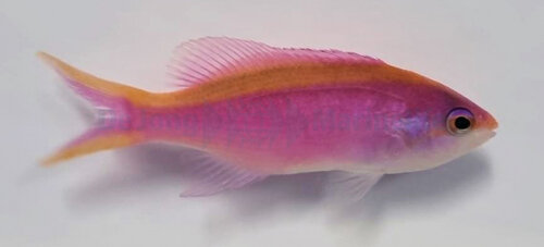 pseudanthias_tuka_-_female_2_wm.jpeg