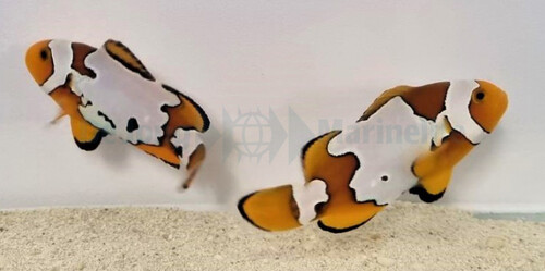 amphiprion_ocellaris_snowflake_-_pair_wm.jpeg