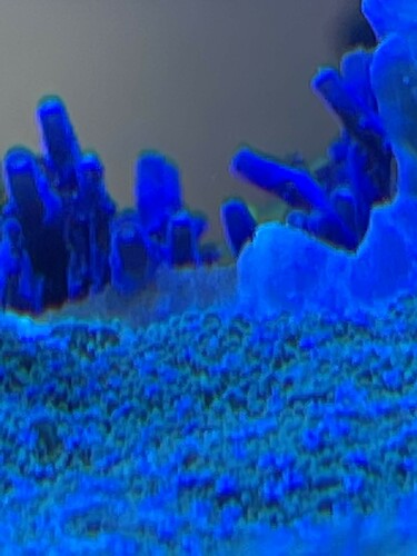 closeup acroporafight