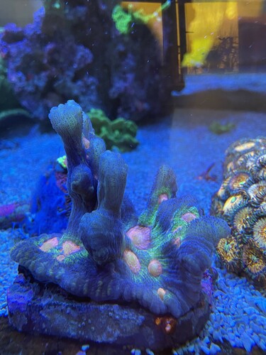 convert02.jpg (1.99 MiB) Vist 2678 gange Mother colonies of Pectinia Rainbow