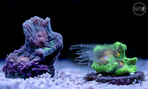 F39D9FBC-04A2-4429-8973-495AC601F520.jpeg (234.68 KiB) Vist 2623 gange Rainbow vs space invader