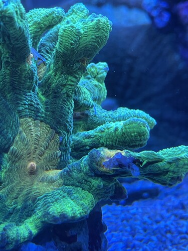 BA43D2F4-3CA4-41D3-9980-BF9B2C53FF68.jpeg (2.37 MiB) Vist 2574 gange Frag