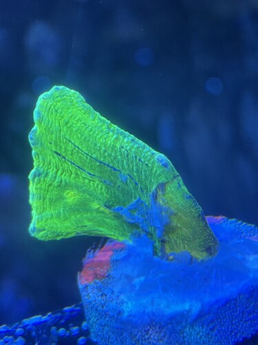 3FE2CC05-9453-47E9-860A-A958BF8AB6F8.jpeg (1.97 MiB) Vist 2569 gange Frag01