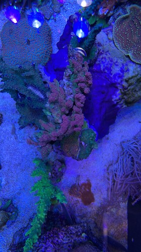 AA4F3F94-C844-40DB-8E1B-7209DF08321E.jpeg