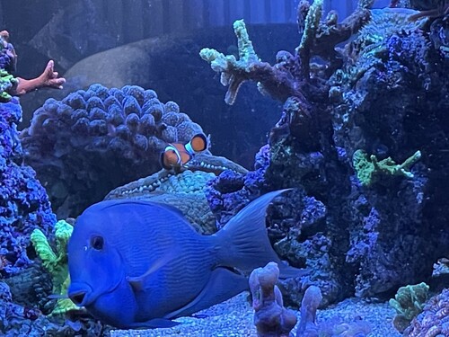 fish01.jpg (1.55 MiB) Vist 2311 gange 02