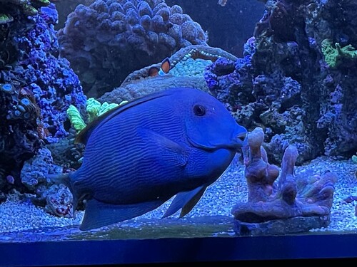 fish02.jpg (1.6 MiB) Vist 2311 gange 01