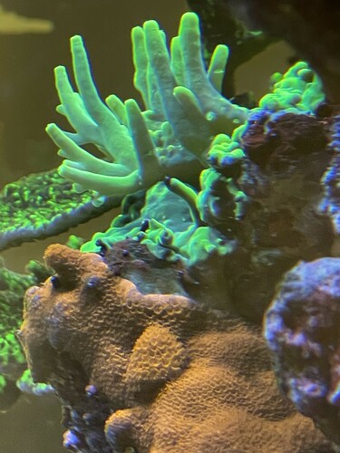 Banana Lokani Acropora