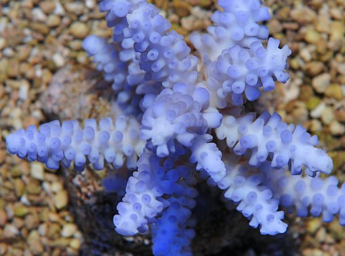 acropora_gomezi_b_grade__1.jpeg