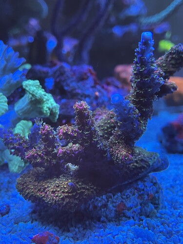 Acropora 01
