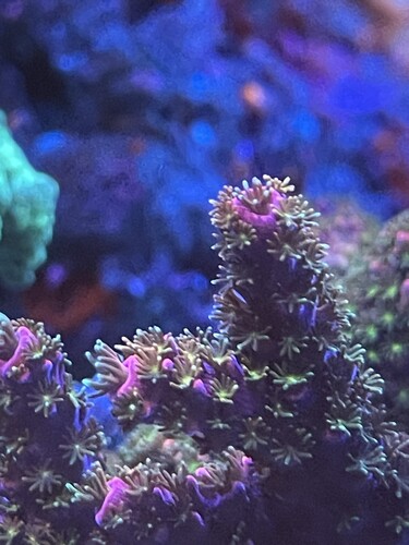 Acropora 02