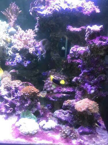 C69FEC18-51D2-4B0A-8AC7-80F3D06EDE4B.jpeg (3.24 MiB) Vist 3063 gange Ny beboer til at pille i korallerne